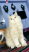 Persian cat